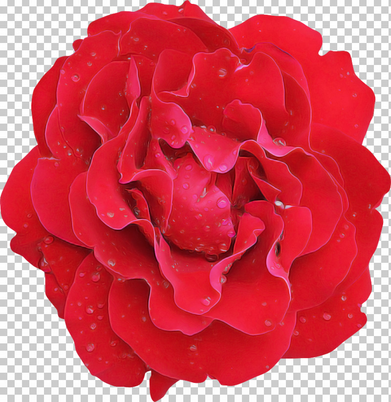 Garden Roses PNG, Clipart, Cabbage Rose, Carnation, Cut Flowers, Family, Floribunda Free PNG Download
