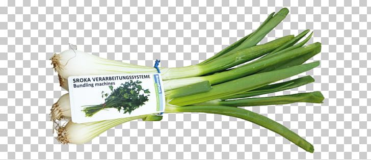 Allium Fistulosum Sroka Verarbeitungssysteme Scallion Herb Vegetable PNG, Clipart, Allium, Allium Fistulosum, Bochum, Data Protection, Fennel Free PNG Download