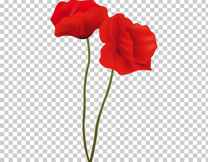 Common Poppy Flower PNG, Clipart, California Poppy, Common Poppy, Coquelicot, Cut Flowers, Elfe Free PNG Download
