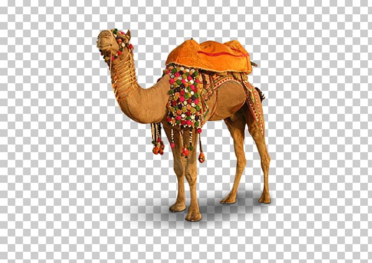 Pushkar Camel Llama Vicuxf1a PNG, Clipart, Animals, Arabian Camel, Camelids, Camel Like Mammal, Display Resolution Free PNG Download