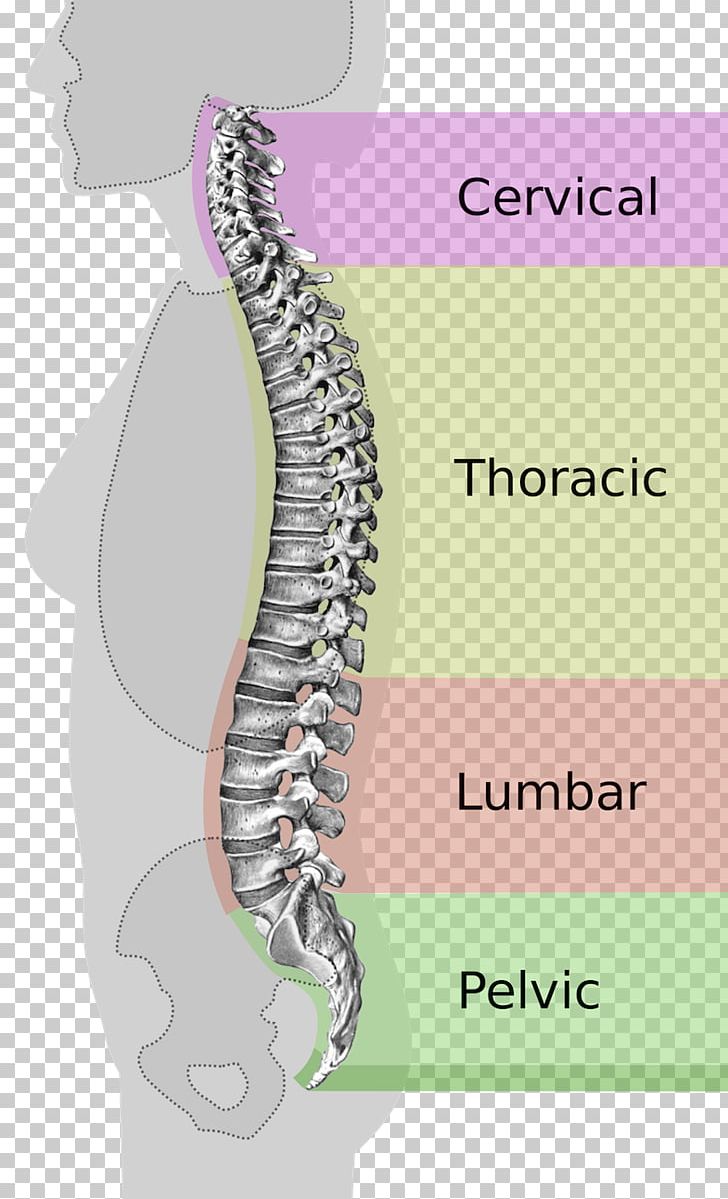 Vertebral Column Pelvis Lumbar Scoliosis Neutral Spine PNG, Clipart, Cervical, Column, Curvature, Human Back, Human Body Free PNG Download