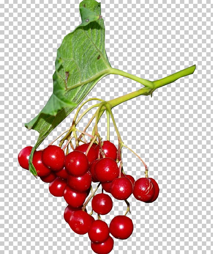 Zante Currant Kona Coffee Lingonberry Pink Peppercorn PNG, Clipart, Berry, Cherry, Cranberry, Currant, Fiveflavor Berry Free PNG Download