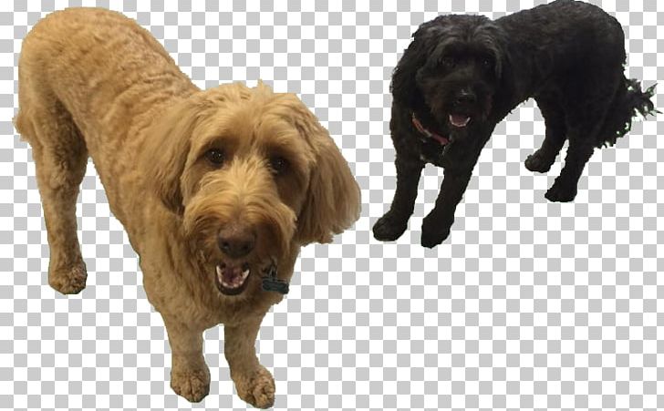 Cockapoo Boykin Spaniel Dog Breed Dog Daycare Companion Dog PNG, Clipart, Animal, Asilo Nido, Attention, Boykin Spaniel, Breed Free PNG Download