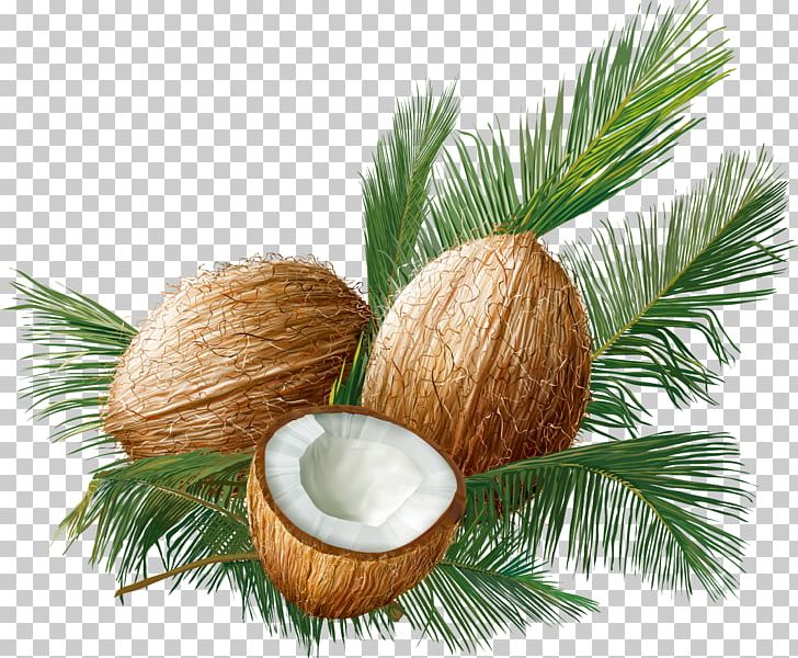 Coconut Euclidean Tropical Fruit PNG, Clipart, Apple Fruit, Arecaceae, Attractive, Christmas Ornament, Coconut Tree Free PNG Download