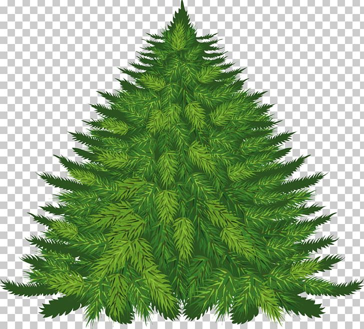 Pine Balsam Fir Cedar PNG, Clipart, Beach, Biome, Christmas Decoration, Christmas Ornament, Christmas Tree Free PNG Download