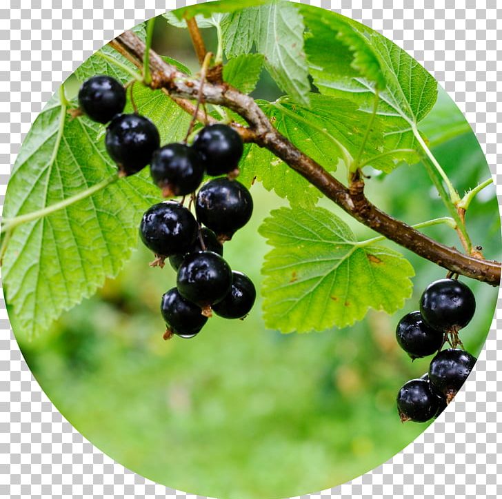 Zante Currant Blackcurrant Redcurrant Berry Fruit PNG, Clipart, Berry, Bilberry, Blackberry, Blackcurrant, Blackcurrant Seed Oil Free PNG Download
