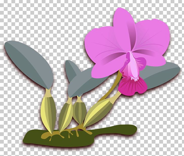 Cattleya Walkeriana Orchids PNG, Clipart, Boat Orchid, Cattleya, Cattleya Orchids, Cattleya Walkeriana, Columbian Orchid Cliparts Free PNG Download