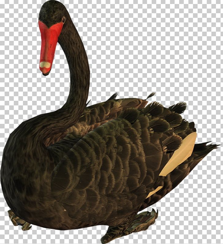 Duck Black Swan Goose Bird Anatidae PNG, Clipart, Anatidae, Animal, Animals, Anseriformes, Beak Free PNG Download
