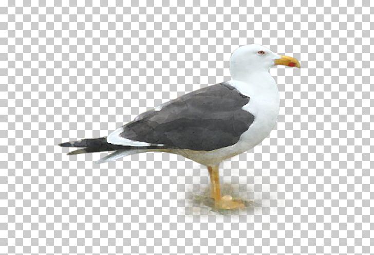 Great Black-backed Gull Gulls European Herring Gull Lesser Black-backed Gull Mouette PNG, Clipart, American Herring Gull, Beak, Bird, Charadriiformes, European Herring Gull Free PNG Download