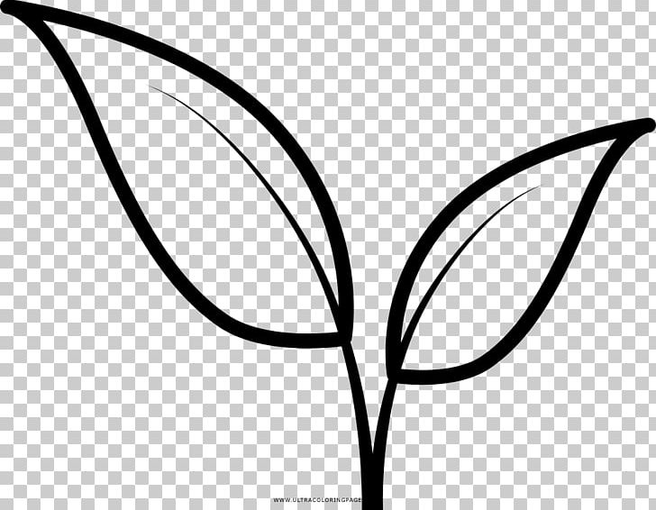 Leaf Drawing Line Art Coloring Book PNG, Clipart, Area, Artwork, Black And White, Branch, Circle Free PNG Download