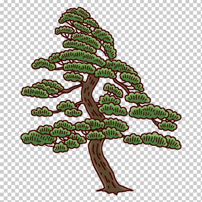 Leaf Pine Family Pine Flower Plants PNG, Clipart, Biology, Flower, Leaf, Pine, Pine Family Free PNG Download