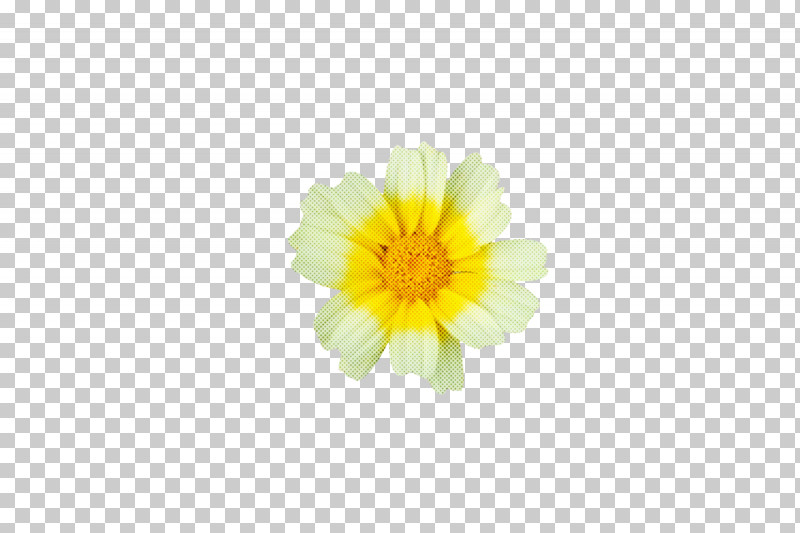 Chrysanthemum Pot Marigold Yellow Petal Flower PNG, Clipart, Biology, Calendula, Chrysanthemum, Flower, Petal Free PNG Download