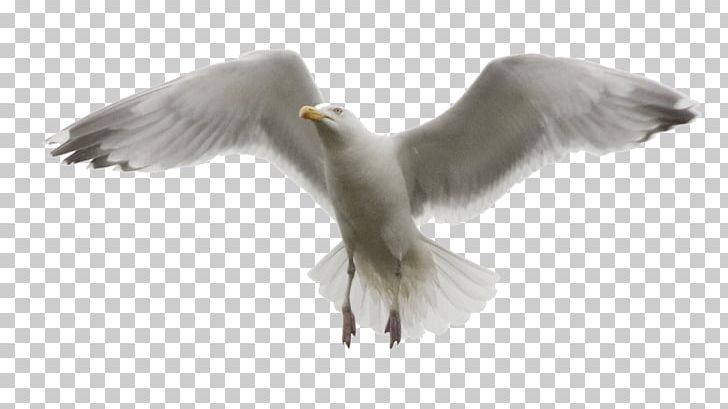 Gulls Bird Photo Manipulation PNG, Clipart, Animals, Beak, Bird, Charadriiformes, Computer Software Free PNG Download