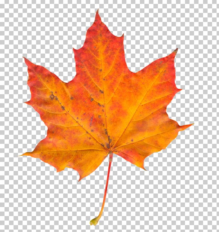 Autumn Leaf Color Maple Leaf PNG, Clipart, Autumn, Autumn Leaf, Autumn Leaf Color, Desktop Wallpaper, Display Resolution Free PNG Download