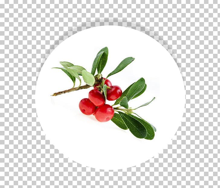 Bearberry Extract Arbutin Urinary Tract Infection Excretory System PNG, Clipart, Arbutin, Arctostaphylos, Astringent, Bearberry, Berry Free PNG Download