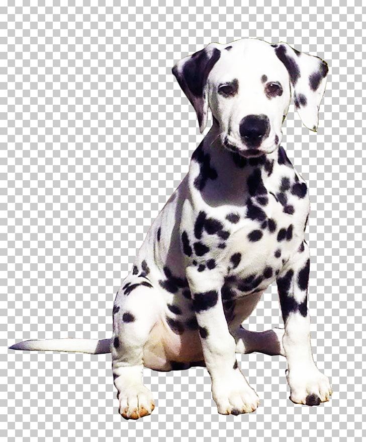 Dalmatian Dog Dog Breed Companion Dog The Dalmatian United States PNG, Clipart, Breed, Carnivoran, Child, Coloring Book, Companion Dog Free PNG Download
