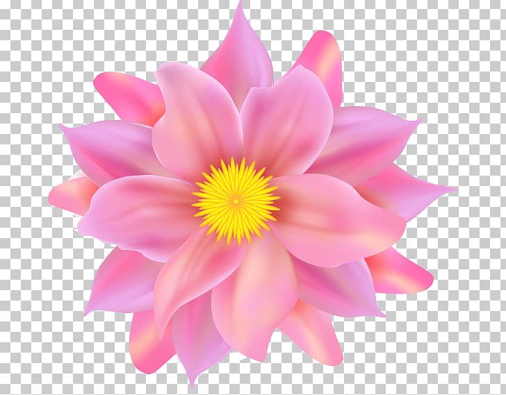 Flower Petal Pink PNG, Clipart, Annual Plant, Aquatic Plant, Beauty, Closeup, Color Free PNG Download