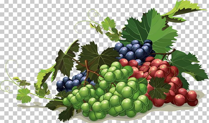 Grape Fruit Berry PNG, Clipart, Bilberry, Drawing, Encapsulated Postscript, Flowering Plant, Food Free PNG Download