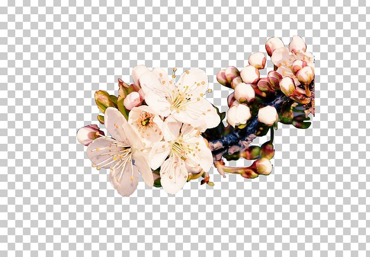 Plum Blossom Ameixeira PNG, Clipart, Blossom, Cut Flowers, Designer, Download, Flower Free PNG Download
