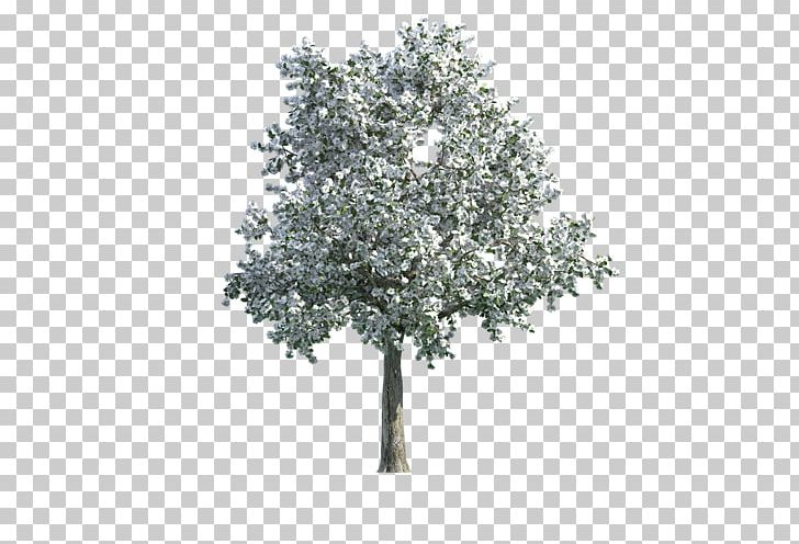 Tree Texture Mapping English Oak 3D Computer Graphics PNG, Clipart, 3d Computer Graphics, 3d Modeling, Agac, Autodesk 3ds Max, Branch Free PNG Download
