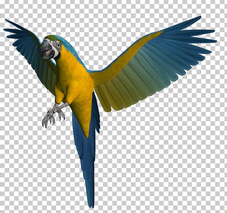 Bird Parrot Macaw Greeting & Note Cards Postales Originales/Making Cards PNG, Clipart, Animals, Ansichtkaart, Arama, Beak, Bird Free PNG Download