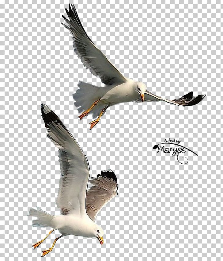 Bird Photography Gulls PNG, Clipart, Animal Migration, Animals, Beak, Bird, Bird Migration Free PNG Download