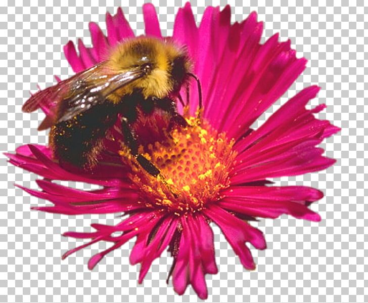 Honey Bee Insect Pollinator Plant PNG, Clipart, Algae, Animal, Aster, Bee, Bumblebee Free PNG Download