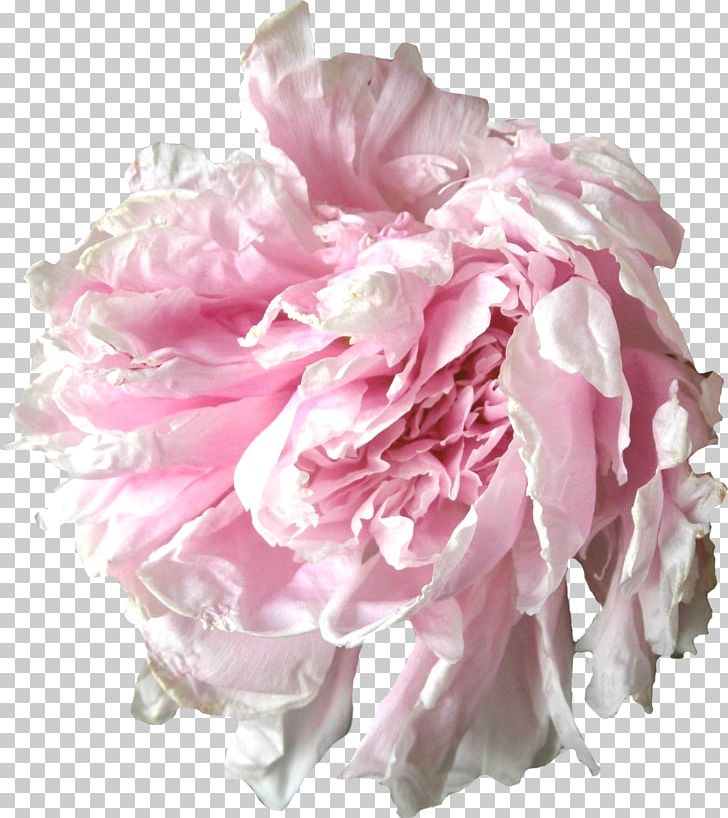 Peony Cut Flowers Garden Roses Floral Design PNG, Clipart, Artificial Flower, Centifolia Roses, Cut Flowers, Download, Floristry Free PNG Download