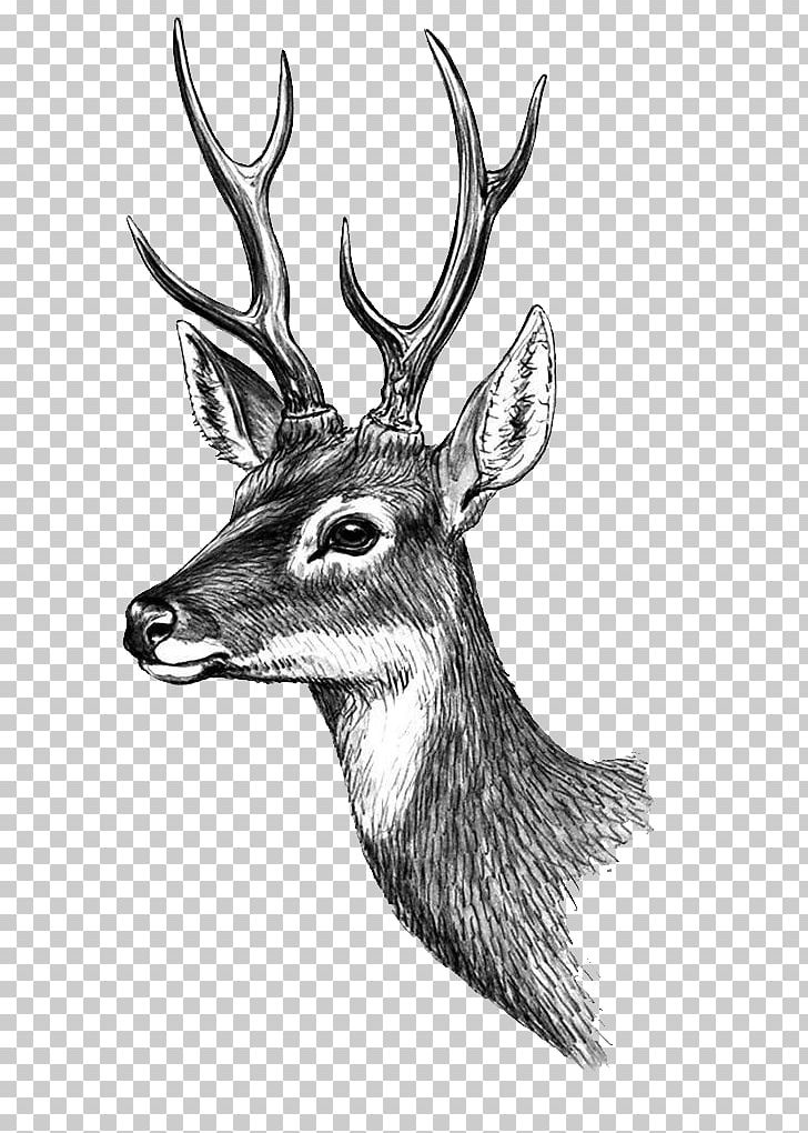 Phan Thiet Deer Paper Tattoo Sticker PNG, Clipart, Accommodation, Animals, Antler, Black And White, Classic Free PNG Download