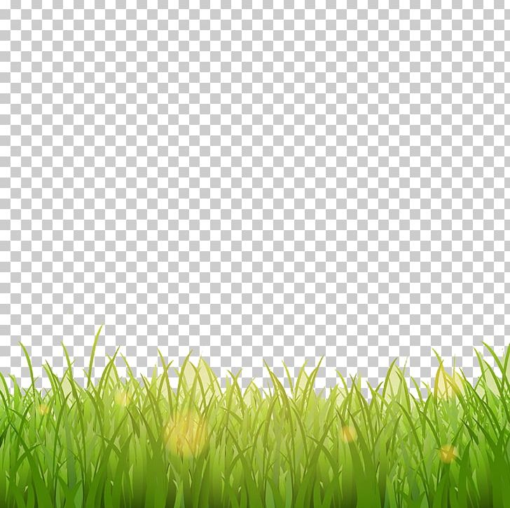 Photography Illustration PNG, Clipart, Beautiful, Christmas Decoration, Commodity, Computer Wallpaper, Crop Free PNG Download