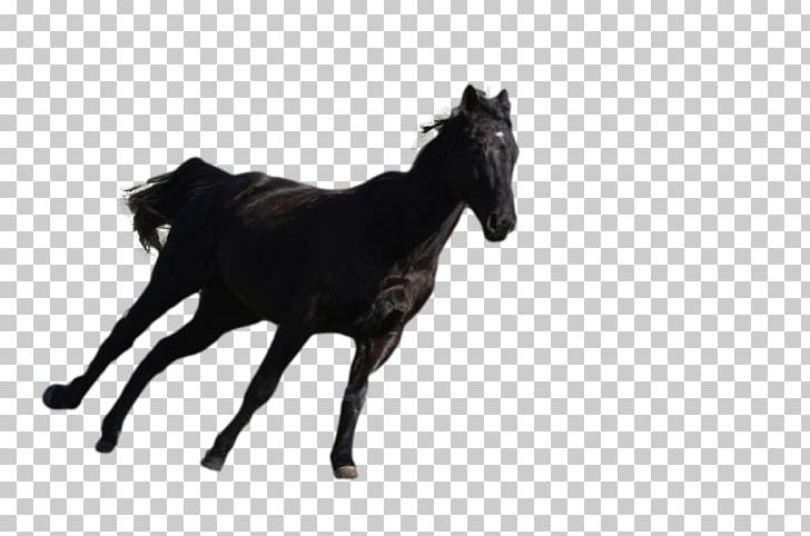 Stallion Thoroughbred Foal Mare Colt PNG, Clipart, Animal Figure, Bridle, Colt, Foal, Gelding Free PNG Download