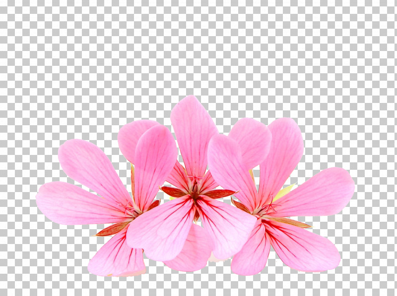 Cherry Blossom PNG, Clipart, Blossom, Cherry, Cherry Blossom, Closeup, Family Free PNG Download