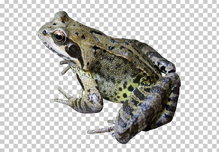 Common Frog PNG, Clipart, Agalychnis, Amphibian, Animals, Bullfrog, Common Frog Free PNG Download