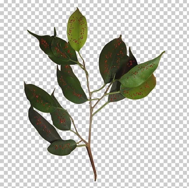 Child Leaf Photography PNG, Clipart, Branch, Child, Child Jesus, Chime, Home Page Free PNG Download