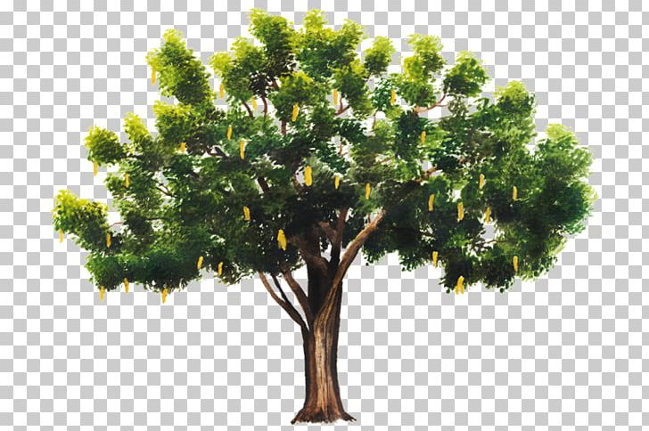 Tree Branch Celtis Australis Plant Leaf PNG, Clipart, Almond Tree, Bark, Branch, Celtis Australis, Conifer Free PNG Download