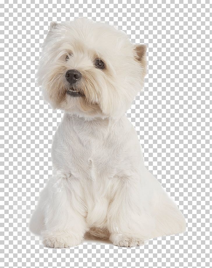 West Highland White Terrier Maltese Dog Puppy American Staffordshire Terrier Dog Breed PNG, Clipart, Animals, Carnivoran, Chihuahua, Companion Dog, Dog Free PNG Download