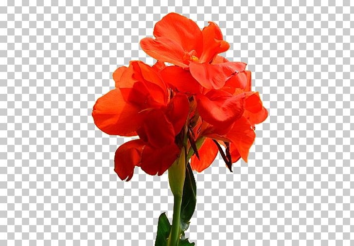 Canna Indica Flower Pixel PNG, Clipart, Amaryllis Family, Annual Plant, Artificial Flower, Beautiful, Canna Free PNG Download