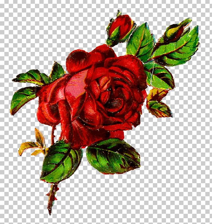 Garden Roses Centifolia Roses Flower PNG, Clipart, Botanical Illustration, Botany, Centifolia Roses, Cut Flowers, Flower Free PNG Download