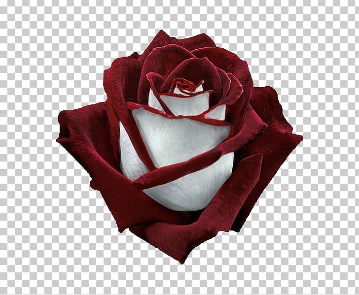 Garden Roses Flower Flora: S Hybrid Tea Rose PNG, Clipart, Blossom, Cherry Blossom, Color, Cut Flowers, Flora Free PNG Download