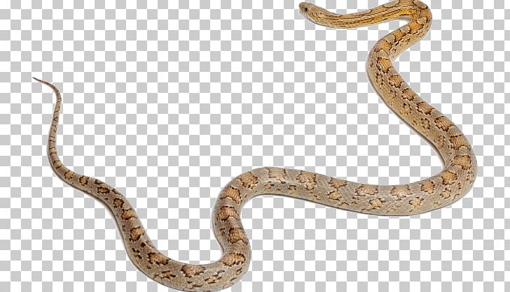 Sidewinder Corn Snake Snakes Boa Constrictor Vertebrate PNG, Clipart, Animal Figure, Boa Constrictor, Boas, Body Jewelry, Boinae Free PNG Download