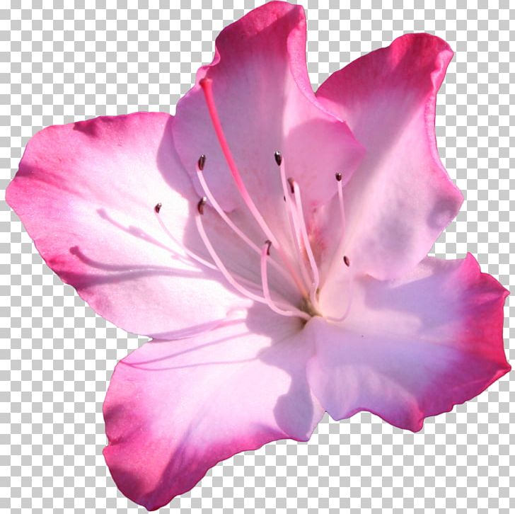 Azalea Pink Flowers PNG, Clipart, Botanical Illustration, Cut Flowers, Drawing, Floral Design, Flower Free PNG Download