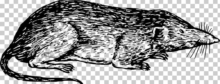 Cat Common Shrew Canidae PNG, Clipart, Animals, Artwork, Black, Carnivoran, Cat Free PNG Download