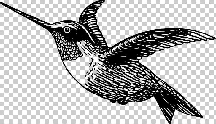 Black-chinned Hummingbird PNG, Clipart, Animal, Beak, Bird, Black And White, Blackchinned Hummingbird Free PNG Download