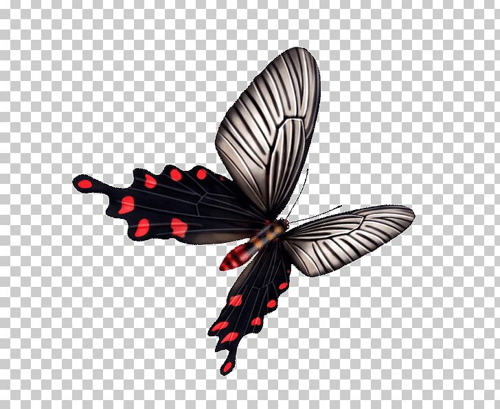 Butterfly PNG, Clipart, Adobe Illustrator, Black, Black Background, Black Board, Black Border Free PNG Download