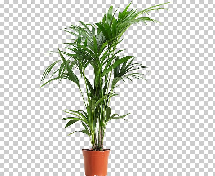 Rhapis Excelsa Palm Trees Areca Palm Houseplant Png Clipart Arecales Areca Palm Chamaedorea Chamaedorea Seifrizii Chinese