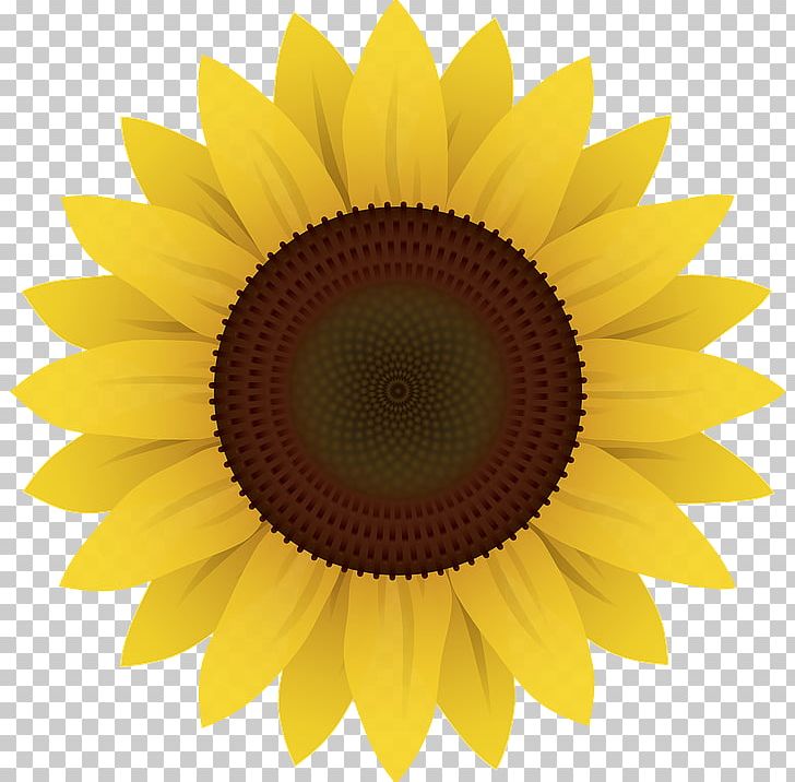 Common Sunflower PNG, Clipart, Closeup, Common Sunflower, Daisy Family, Drawing, Flower Free PNG Download