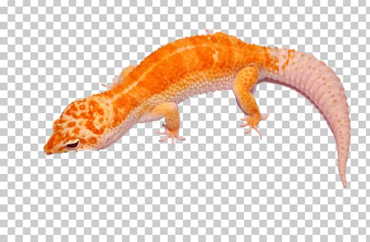 Gecko Lizard PNG, Clipart, Animals, Doll, Fish, Gecko, Giant Free PNG Download