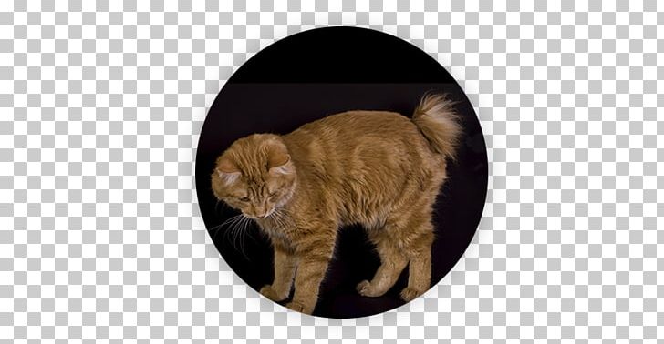 Kurilian Bobtail Ojos Azules American Bobtail YouTube PNG, Clipart, American Bobtail, Author, Big Cat, Big Cats, Carnivoran Free PNG Download