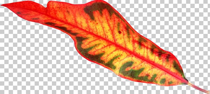 Petal Leaf Plant Chloroplast Vascular Bundle PNG, Clipart, Autumn, Autumn Leaf Color, Bladnerv, Chloroplast, Cut Flowers Free PNG Download