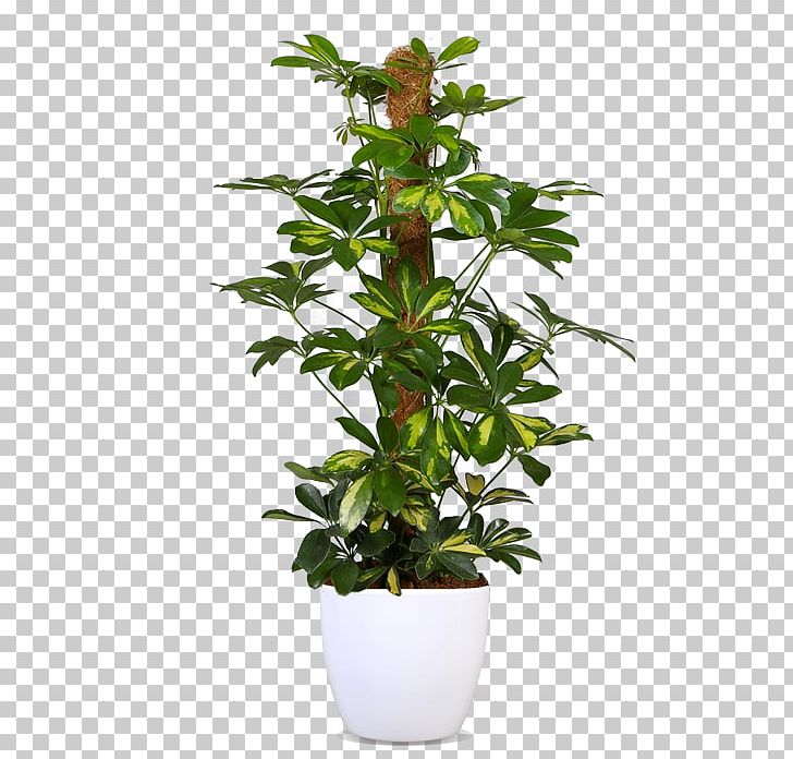Swiss Cheese Plant Devil's Ivy Flowerpot Houseplant Philodendron PNG, Clipart,  Free PNG Download